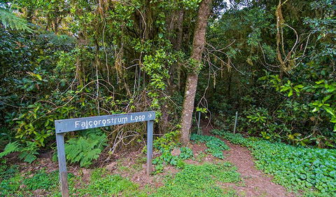Falcorostrum Loop Walking Track - Your Accommodation 0