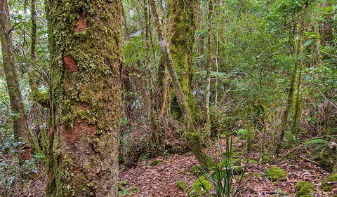 Falcorostrum Loop Walking Track - Your Accommodation 2