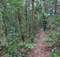 Blackbutt walking track - Your Accommodation