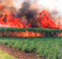 Reeves Family Sugar Cane Farm - Your Accommodation