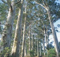 The Great Forest Trees Drive - Your Accommodation