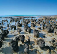 Hamelin Pool Stromatolites - Your Accommodation