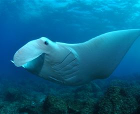 Manta Bommie Dive Site - Your Accommodation 0