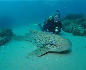 Manta Bommie Dive Site - Your Accommodation 1