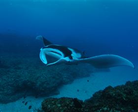 Manta Bommie Dive Site - Your Accommodation 2