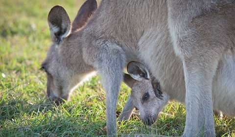 Moonee Beach Nature Reserve - Your Accommodation 2