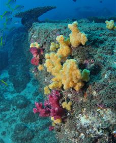 Shag Rock Dive Site - Your Accommodation 0