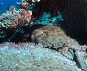 Shag Rock Dive Site - Your Accommodation 3