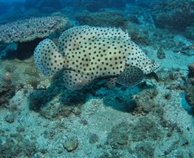 Shag Rock Dive Site - Your Accommodation 2