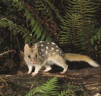 Tarkine Forest Reserve - Your Accommodation