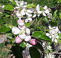 Avro Park Orchards - Your Accommodation