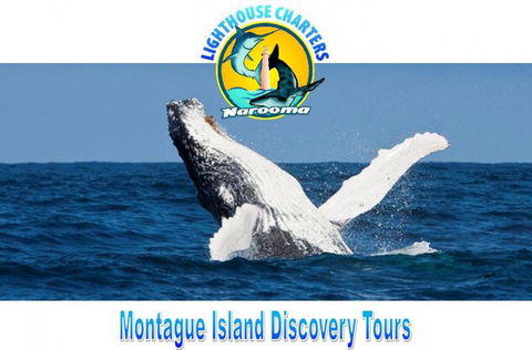 Lighthouse Charters Narooma - Your Accommodation 0