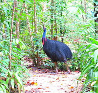 Daintree Safaris - Your Accommodation