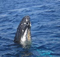 Jervis Bay Whales - Your Accommodation