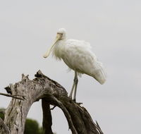 Melbourne Birding Tours - Your Accommodation