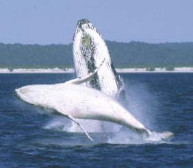 Reel Time Charters Yamba - Your Accommodation 3