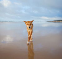 Fraser Island Adventure Tours - Your Accommodation