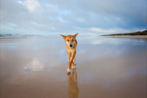 Fraser Island Adventure Tours - Your Accommodation 2