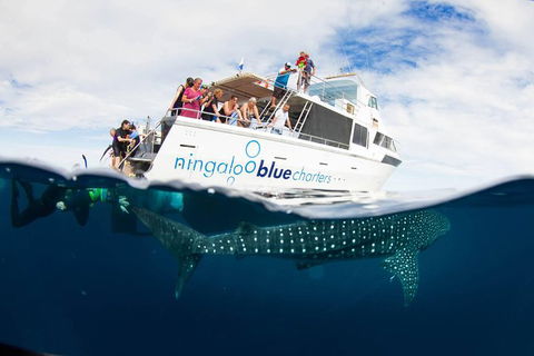 VIP Luxury Chartered Escapes, Exploring The Reef At Your Own Pace - Your Accommodation 0