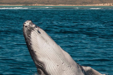 VIP Luxury Chartered Escapes, Exploring The Reef At Your Own Pace - Your Accommodation 3