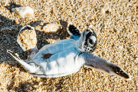VIP Luxury Chartered Escapes, Exploring The Reef At Your Own Pace - Your Accommodation 38