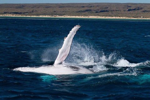 VIP Luxury Chartered Escapes, Exploring The Reef At Your Own Pace - Your Accommodation 7
