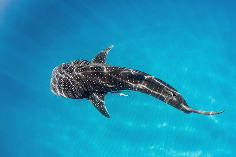 VIP Luxury Chartered Escapes, Exploring The Reef At Your Own Pace - Your Accommodation 18