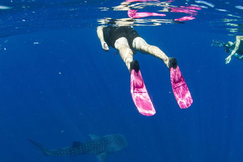 VIP Luxury Chartered Escapes, Exploring The Reef At Your Own Pace - Your Accommodation 49