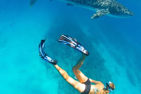 VIP Luxury Chartered Escapes, Exploring The Reef At Your Own Pace - Your Accommodation 26