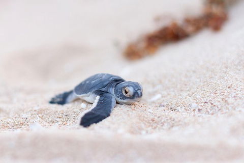 VIP Luxury Chartered Escapes, Exploring The Reef At Your Own Pace - Your Accommodation 6