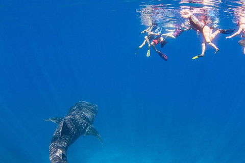 VIP Luxury Chartered Escapes, Exploring The Reef At Your Own Pace - Your Accommodation 22