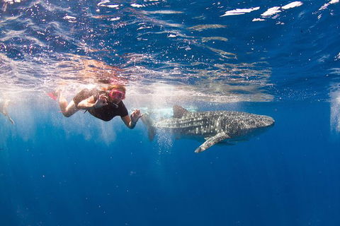 VIP Luxury Chartered Escapes, Exploring The Reef At Your Own Pace - Your Accommodation 8