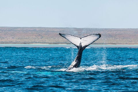 VIP Luxury Chartered Escapes, Exploring The Reef At Your Own Pace - Your Accommodation 12