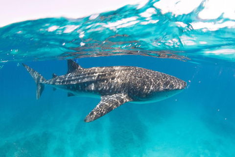 VIP Luxury Chartered Escapes, Exploring The Reef At Your Own Pace - Your Accommodation 15