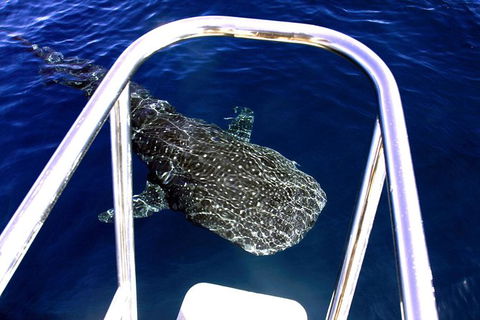 VIP Luxury Chartered Escapes, Exploring The Reef At Your Own Pace - Your Accommodation 11