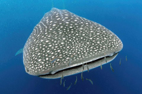 VIP Luxury Chartered Escapes, Exploring The Reef At Your Own Pace - Your Accommodation 46