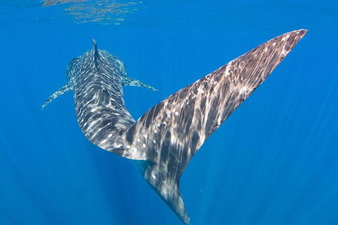 VIP Luxury Chartered Escapes, Exploring The Reef At Your Own Pace - Your Accommodation 37