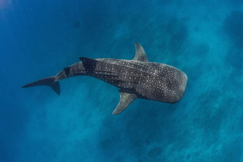 VIP Luxury Chartered Escapes, Exploring The Reef At Your Own Pace - Your Accommodation 34