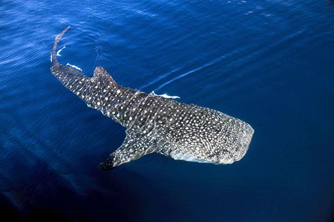VIP Luxury Chartered Escapes, Exploring The Reef At Your Own Pace - Your Accommodation 30