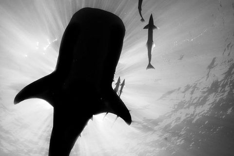 VIP Luxury Chartered Escapes, Exploring The Reef At Your Own Pace - Your Accommodation 16