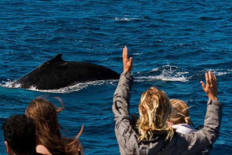 VIP Luxury Chartered Escapes, Exploring The Reef At Your Own Pace - Your Accommodation 21