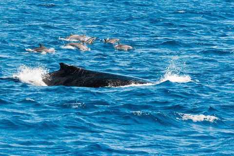 VIP Luxury Chartered Escapes, Exploring The Reef At Your Own Pace - Your Accommodation 19