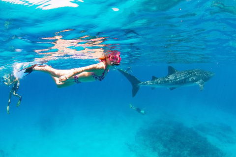 VIP Luxury Chartered Escapes, Exploring The Reef At Your Own Pace - Your Accommodation 35
