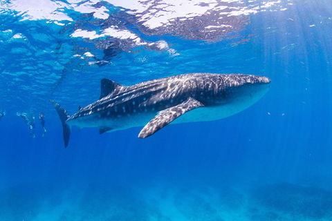 VIP Luxury Chartered Escapes, Exploring The Reef At Your Own Pace - Your Accommodation 9
