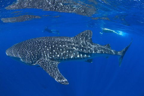 VIP Luxury Chartered Escapes, Exploring The Reef At Your Own Pace - Your Accommodation 31
