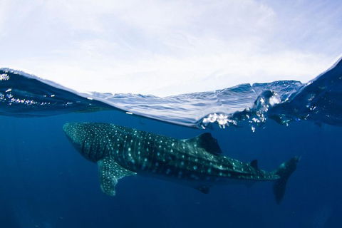 VIP Luxury Chartered Escapes, Exploring The Reef At Your Own Pace - Your Accommodation 51