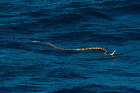 VIP Luxury Chartered Escapes, Exploring The Reef At Your Own Pace - Your Accommodation 23