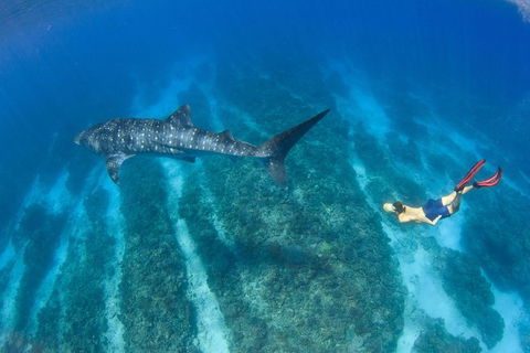 VIP Luxury Chartered Escapes, Exploring The Reef At Your Own Pace - Your Accommodation 47