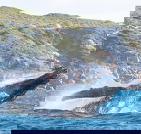 Jet Boat Whale Watching Safari from Dunsborough - Your Accommodation