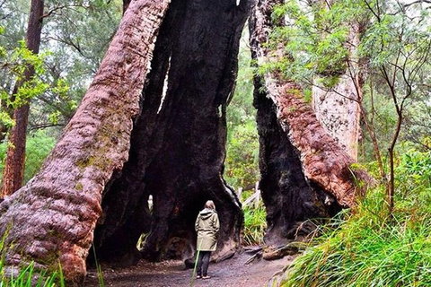 Albany Southwest Wilderness Day Tour - Fly From Perth - Your Accommodation 7